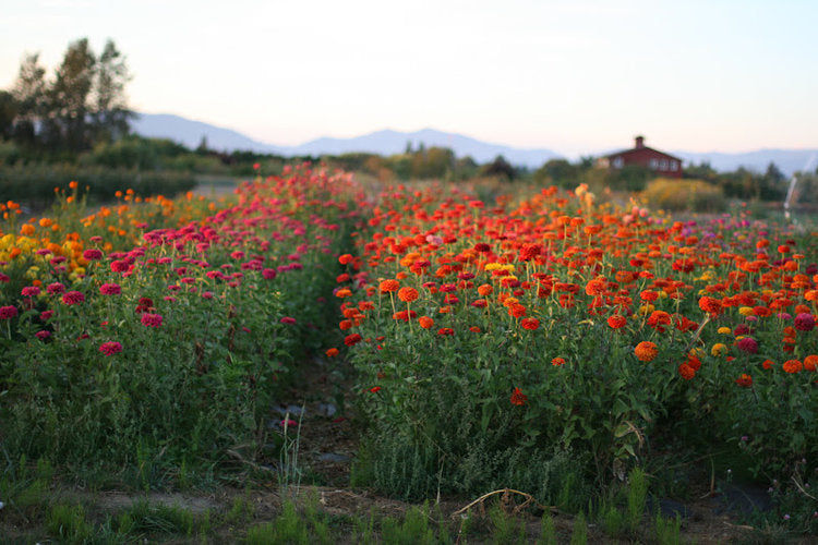 Getting Started in Gardening & Growing Your Own Flower Garden