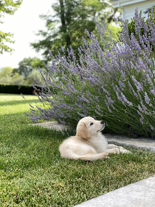 For The Love Of Lavender