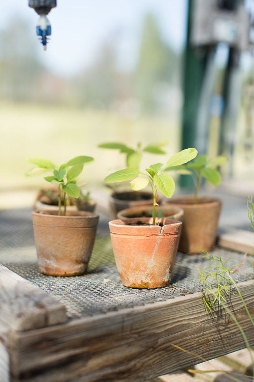 Organic Gardening: Our Process on the Farm