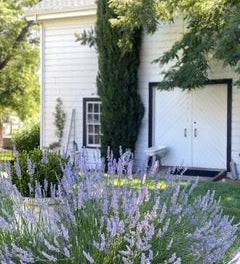 Lavender Harvest &amp; Rosé Afternoon at Chateau Sonoma Farm