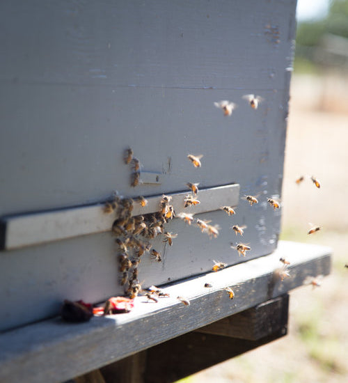 The Abundant Benefits of Raw Honey