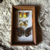 Butterfly Small Collection of 3